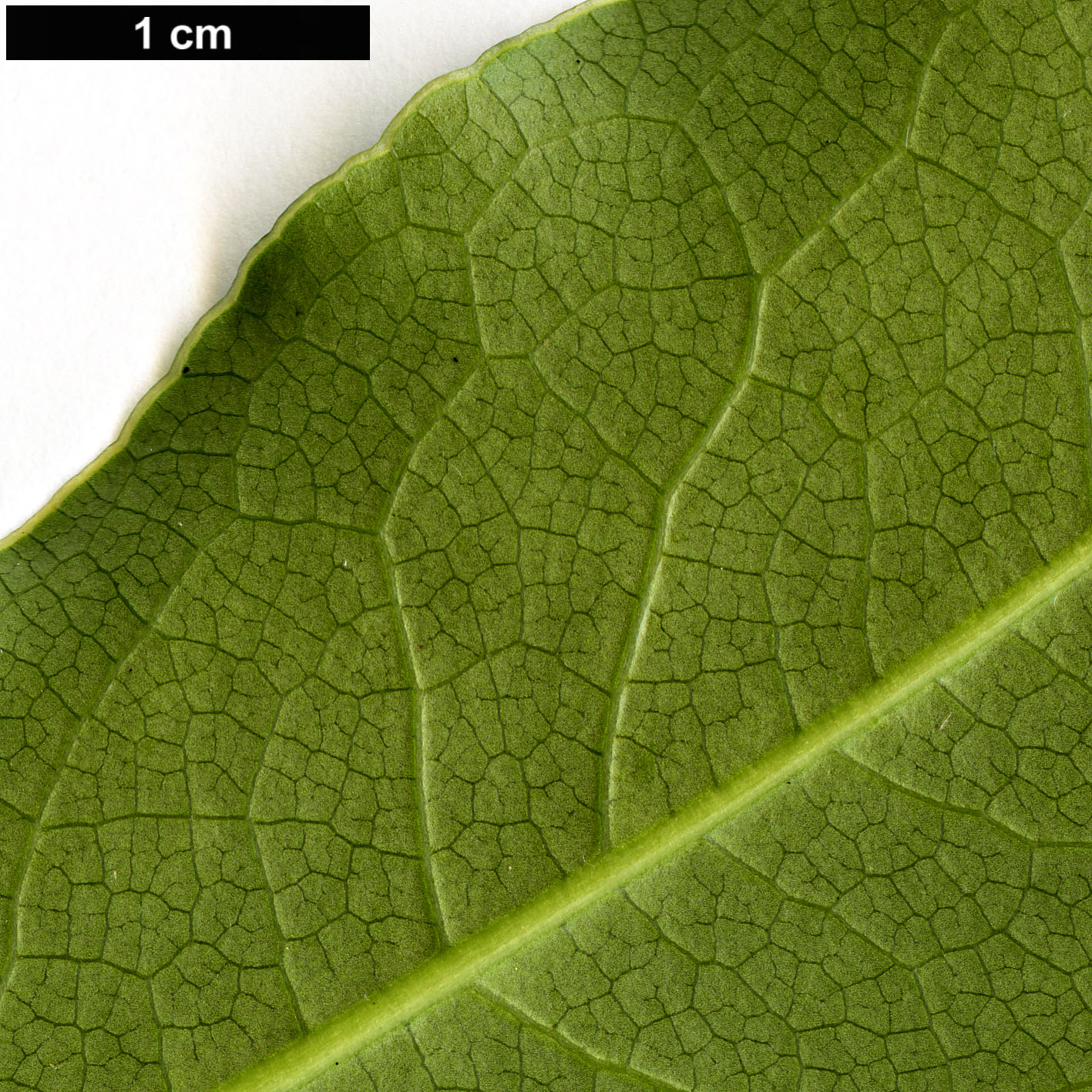 High resolution image: Family: Pittosporaceae - Genus: Pittosporum - Taxon: crispulum High resolution image: Family: Pittosporaceae - Genus: Pittosporum - Taxon: crispulum